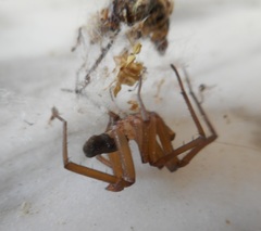 Filistata insidiatrix