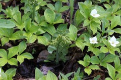 Botrychium neolunaria