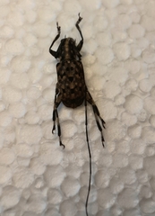 Mesocacia multimaculata