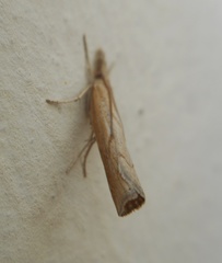 Pediasia contaminella