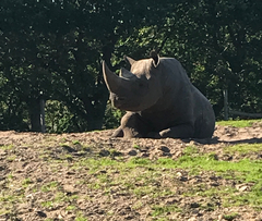 Rhinocerotidae