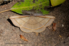 Entomogramma fautrix