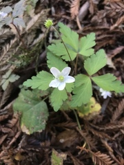 Anemonoides quinquefolia