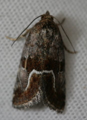 Deltote bellicula