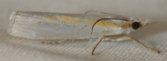 Crambus girardellus