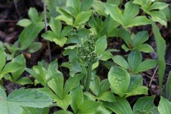 Botrychium neolunaria