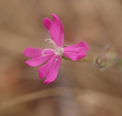 Silene scabriflora