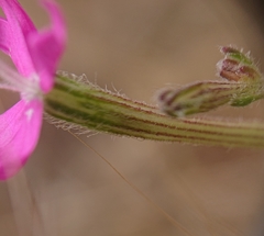 Silene scabriflora
