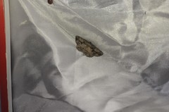 Pterotaea cariosa