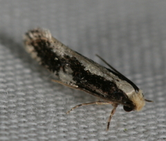 Monopis dorsistrigella