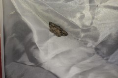 Pterotaea cariosa