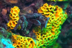 Holopsamma laminaefavosa