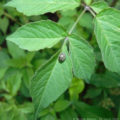 Epilachna obscurella