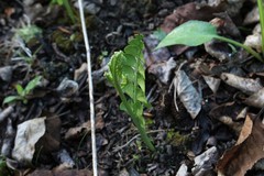 Botrychium neolunaria