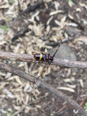 Trachyderes elegans
