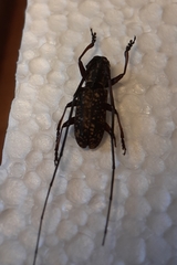 Monochamus sparsutus