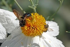 Xylocopa californica californica