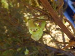 Aspalathus spinosa spinosa