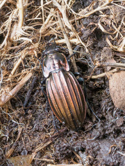 Carabus melancholicus costatus