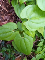 Dioscorea seriflora
