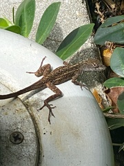 Anolis sagrei