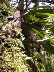 Bulbophyllum occlusum image