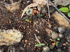 Hypocreodendron sanguineum