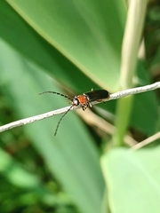 Silis ruficollis