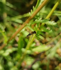 Toxomerus vertebratus