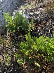 Cryptogramma acrostichoides