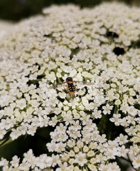 Toxomerus vertebratus