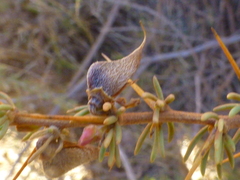 Aspalathus spinosa spinosa