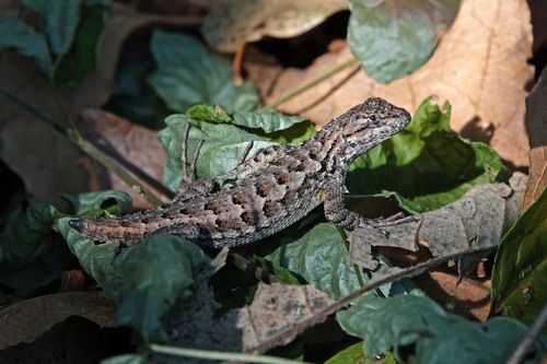 iNaturalist observation photo of Western Fence Lizard