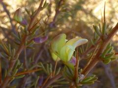 Aspalathus spinosa spinosa