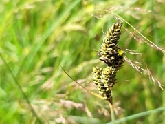 Carex hartmanii