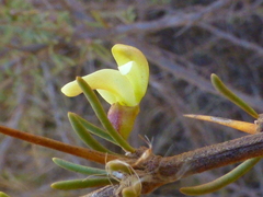 Aspalathus spinosa spinosa