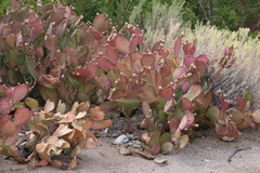 Opuntia santa-rita