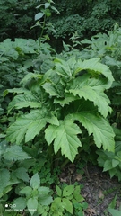 Heracleum sosnowskyi