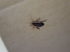 Drymaplaneta semivitta