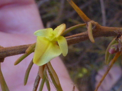 Aspalathus spinosa spinosa