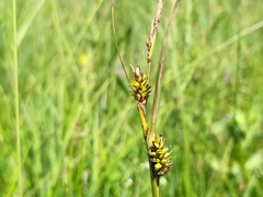 Carex hostiana
