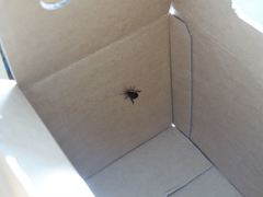 Drymaplaneta semivitta