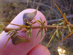 Aspalathus spinosa spinosa