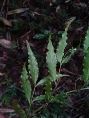 Psychotria andevorantensis