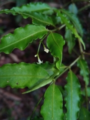 Psychotria andevorantensis
