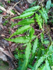 Psychotria andevorantensis