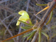 Aspalathus spinosa spinosa