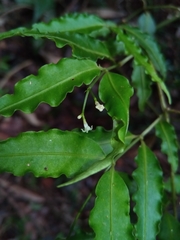 Psychotria andevorantensis