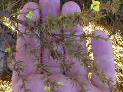 Aspalathus spinosa spinosa