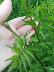 Datisca cannabina
